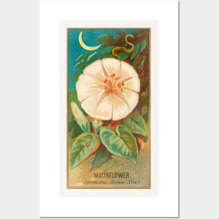Moonflower (Ipomoea Bona Nox) Posters and Art